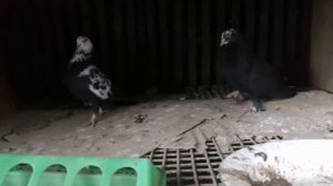 Чили. #голуби #pigeons #tauben