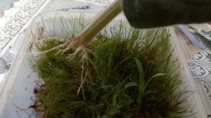 Укоренение фиалки на лесном мху.