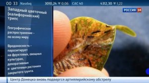 Западный цветочный Калифорнийский Трипс  .