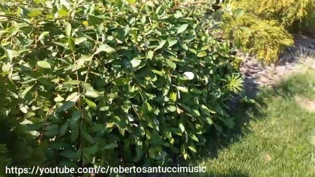 Хвойные, лаванда, спирея в моем летнем саду. Conifers, lavender, spirea in my summer garden. смотреть онлайн