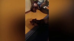 Той терьер - самые добрые или самые злые собаки. Какие маленькие собаки?