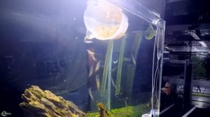 Креветки Амано — убийцы нитчатых водорослей