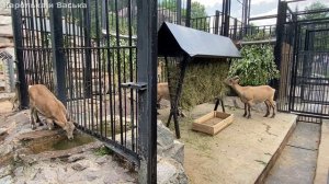 Трапеза семьи горных коз
 — невозможно отвести взгляд