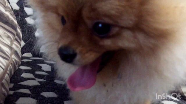 НАШ ДЕНЬ МАРУСЯ и ШПИЦ ТЕДДИ?❤️ | ВЛОГ смотреть онлайн