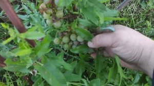 Виноград Жемчуг белый в Ленинградской области. 11.09.2022