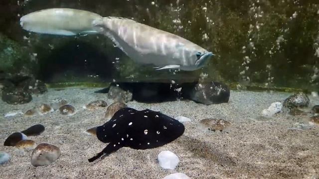 Undersea world! Подводный мир!Черный скат..Одна из самых красивых и опасных рыб смотреть онлайн