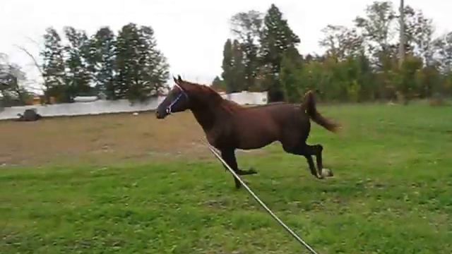 Арабский жеребец Диас 2008г.р. смотреть онлайн