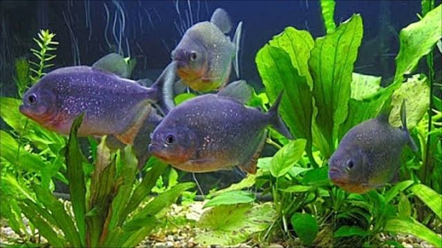 КАКОЙ СИЛЫ УКУС У ПИРАНЬИ? ? смотреть онлайн