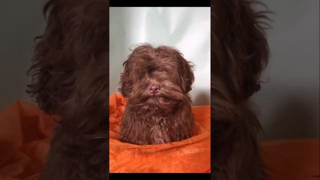 Мальчик русской цветной болонки 4 месяца