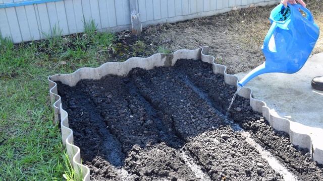 Посадка моркови на ленте в открытый грунт
