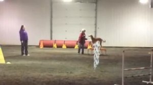 saluki Ash novice standard 2/13/16