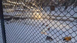 Сибирские просторы. Новосибирский зоопарк зимой.