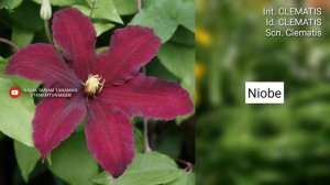 BUNGA CLEMATIS Part 6 | CLEMATIS VARIETIES | Plant id | Bunga Rambat