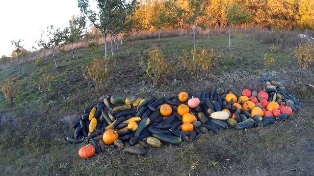 Кормление коровы во время раздоя. Сочные корма