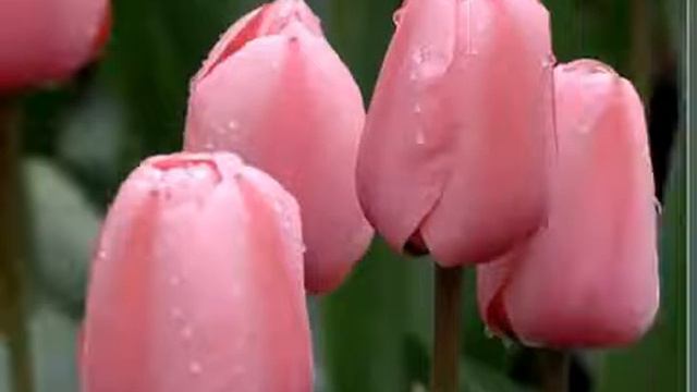 Милые женщины поздравляю Вас с международным женским днем!)))) смотреть онлайн