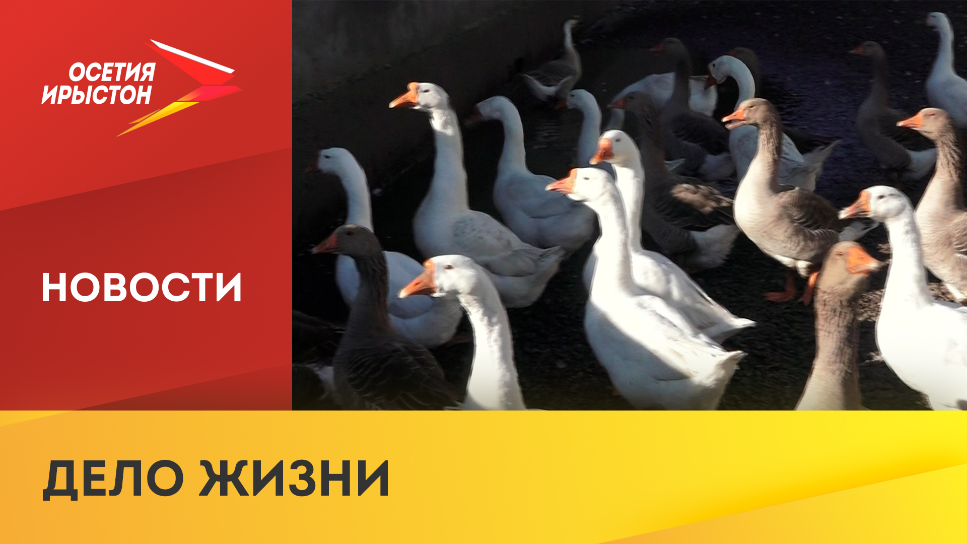Семья Ардзиновых десятки лет занимается скотоводством