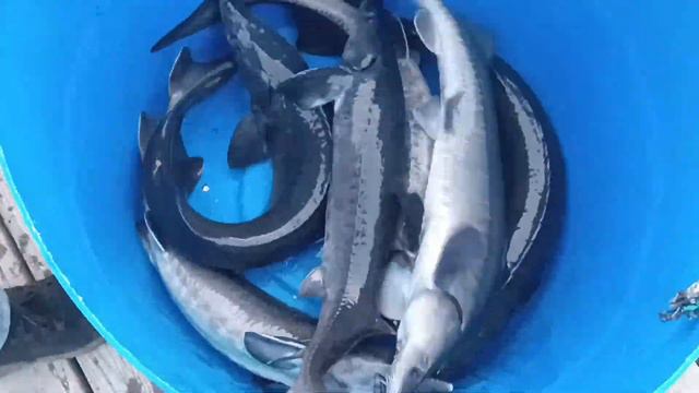зарыбление водоема осетром в количестве 250 кг смотреть онлайн