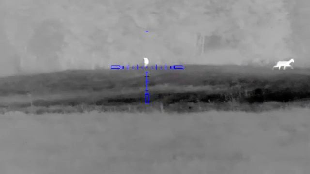 Охота на косуль 2