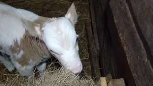 Лечу телёнка от поноса.