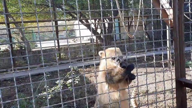 ЭТО УНИКУМ!!! ЛЮСЯ из ТАЙГАНА в РОЛИ ПАСТУХА над НОСУХАМИ! смотреть онлайн