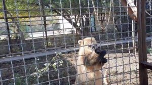 ЭТО УНИКУМ!!! ЛЮСЯ из ТАЙГАНА в РОЛИ ПАСТУХА над НОСУХАМИ!