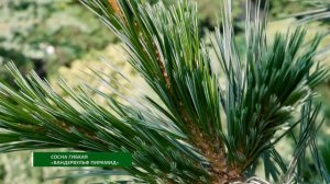 Вандервульф Пирамид