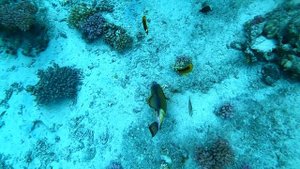 Риф отеля Continental Plaza Шарм-эль-Шейх 27 октября 2019