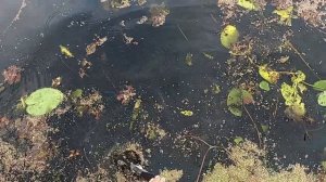 лини  берегитесь. реально рабочая снасть для ловли линей и всего остального.