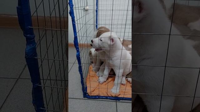 Клеймирование алабайчиков.