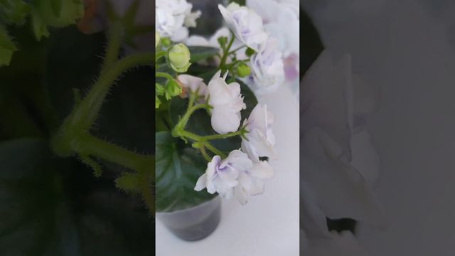 Фиалки, тоже моя любовь💕 смотреть онлайн