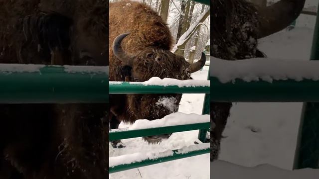 Приокско-террасный заповедник, приятно познакомиться с зубром 🦬