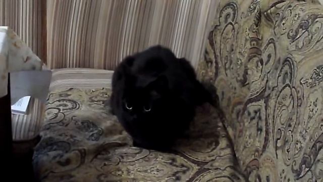 кошка вываливает язык смотреть онлайн