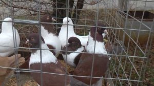 3.ч.  Г. САЛЬСК. ВЫСТАВКА - ЯРМАРКА ГОЛУБЕЙ, И НЕ ТОЛЬКО. 27.11.2021.г.