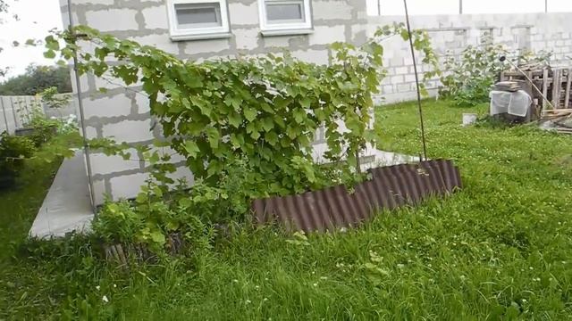 Как вырастить лисички на своем участке