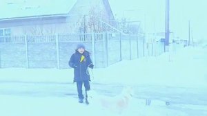 как подружить собак