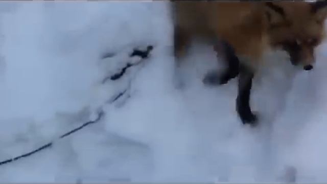 Лиса и Сникерс (это НЕ РЕКЛАМА!!!) смотреть онлайн