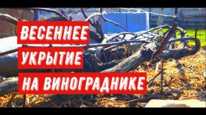 Весеннее укрытие на винограднике