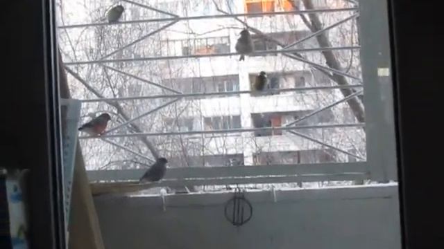 Птицы (слева снегирь) на кормушке 14 декабря 2012 года. смотреть онлайн