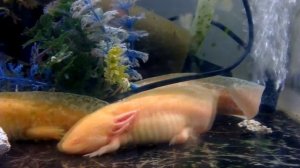 Аксолотль Содержание и лечение