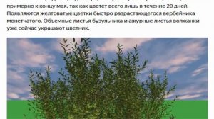 Идея цветника у пруда