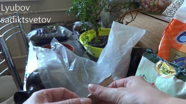 Комнатные цветы/растения. Подготовка к пересадке бонсай. Покупки. смотреть онлайн