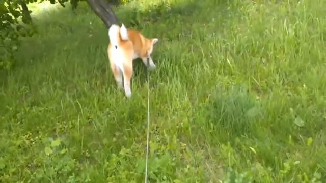 Кэтсуми,4 месяца смотреть онлайн