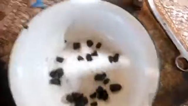 Печенье з овсянки смотреть онлайн