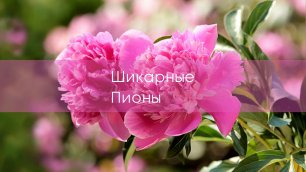 Шикарный куст розового пиона. Цветы во дворе.