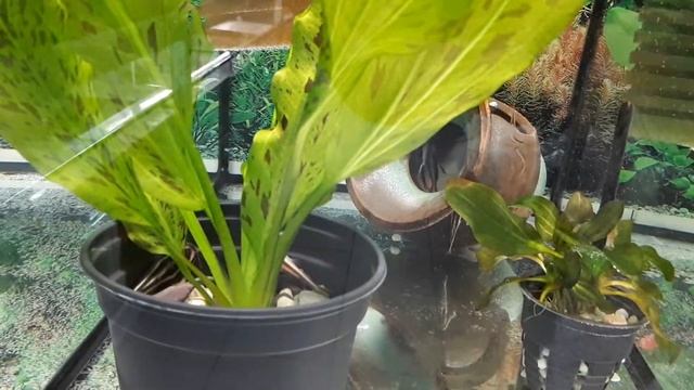 сом платидорас смотреть онлайн