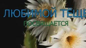 ПОЗДРАВЛЕНИЕ ТЁЩИ. С ПРАЗДНИКОМ ТЁЩИ. ЛЮБИМОЙ ТЁЩЕ ПОСВЯЩАЕТСЯ. ТЁЩЕ ОТ ЗЯТЯ. ПОЗДРАВЛЕНИЕ.