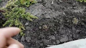 Мои новинки 2020! Можжевельник Голден Карпет!