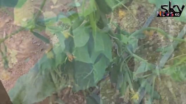 Бадырандын сиз билбеген пайдалары. ДИЕТА.КОСМЕТОЛОГИЯ.МАСКАЛАР смотреть онлайн