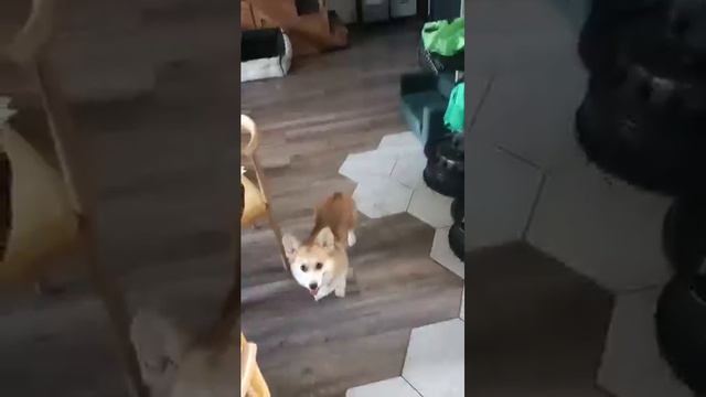 Утомленные-пёсьей смотреть онлайн