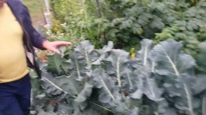 Капуста брокколи. Гибрид "Батавия". Урожай 2019 года.